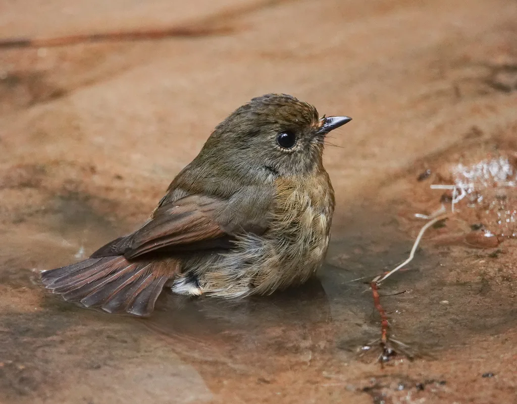 山蓝仙鹟(Cyornis whitei)