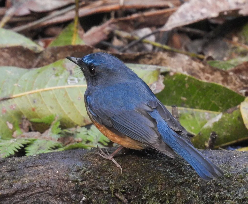山蓝仙鹟(Cyornis whitei)