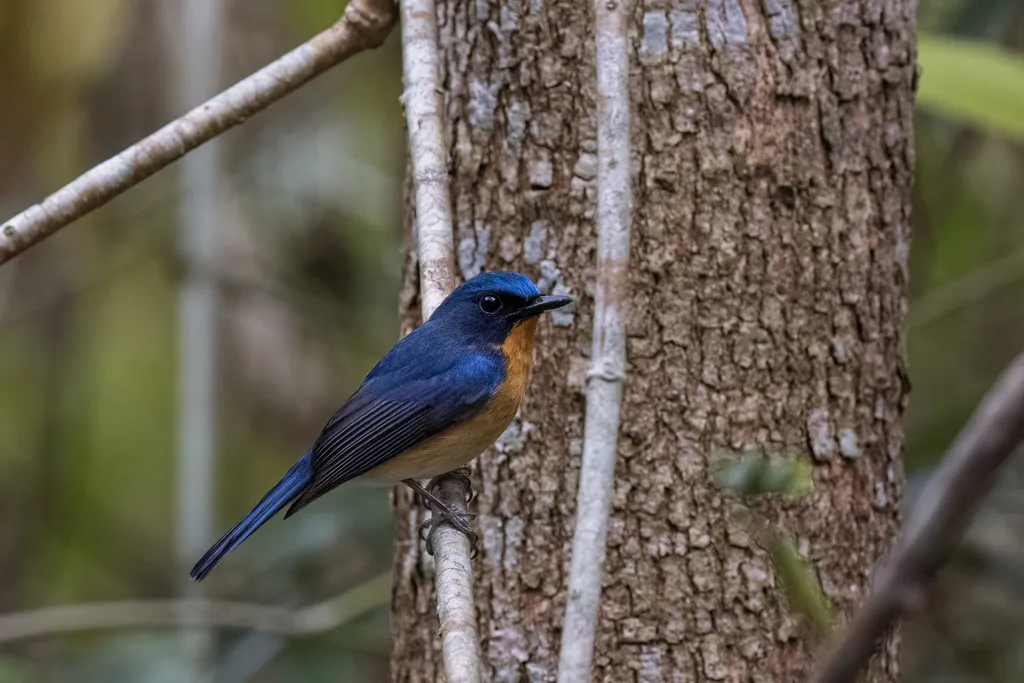 山蓝仙鹟(Cyornis whitei)