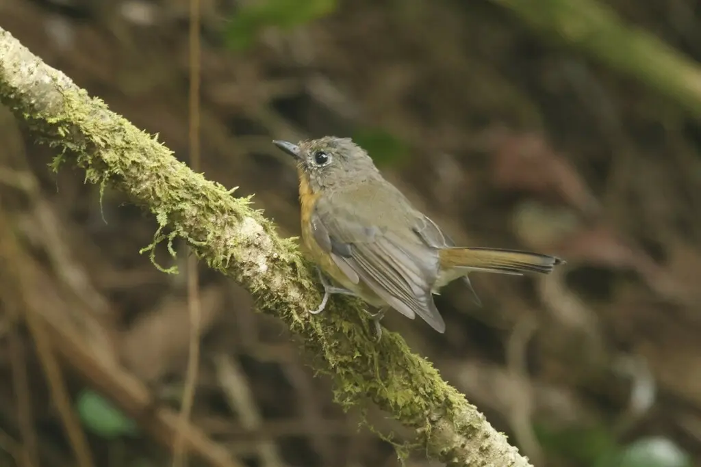 山蓝仙鹟(Cyornis whitei)