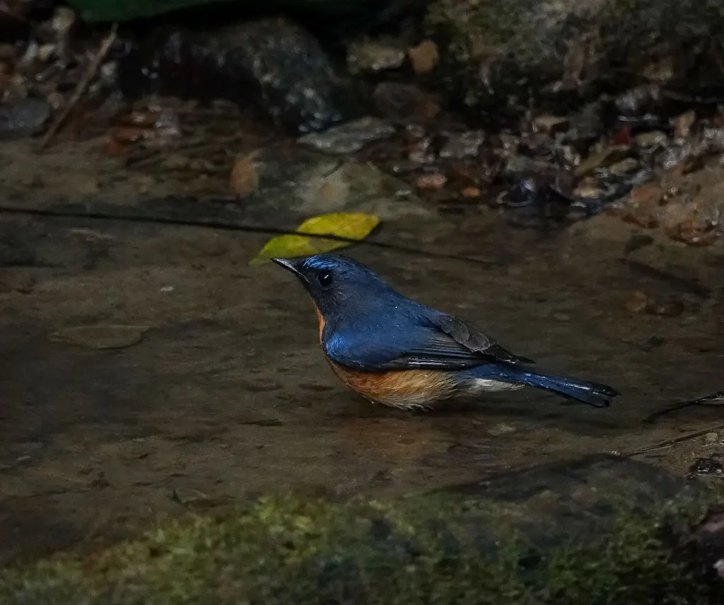山蓝仙鹟(Cyornis whitei)