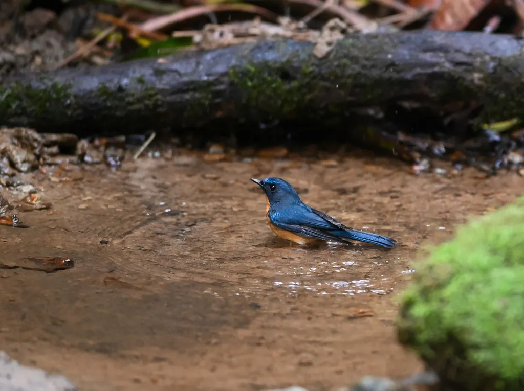 山蓝仙鹟(Cyornis whitei)