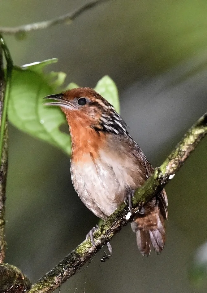 歌鹪鹩(Cyphorhinus arada)