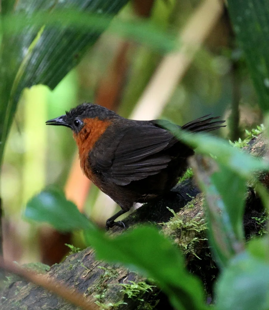 北栗胸歌鹪鹩(Cyphorhinus dichrous)