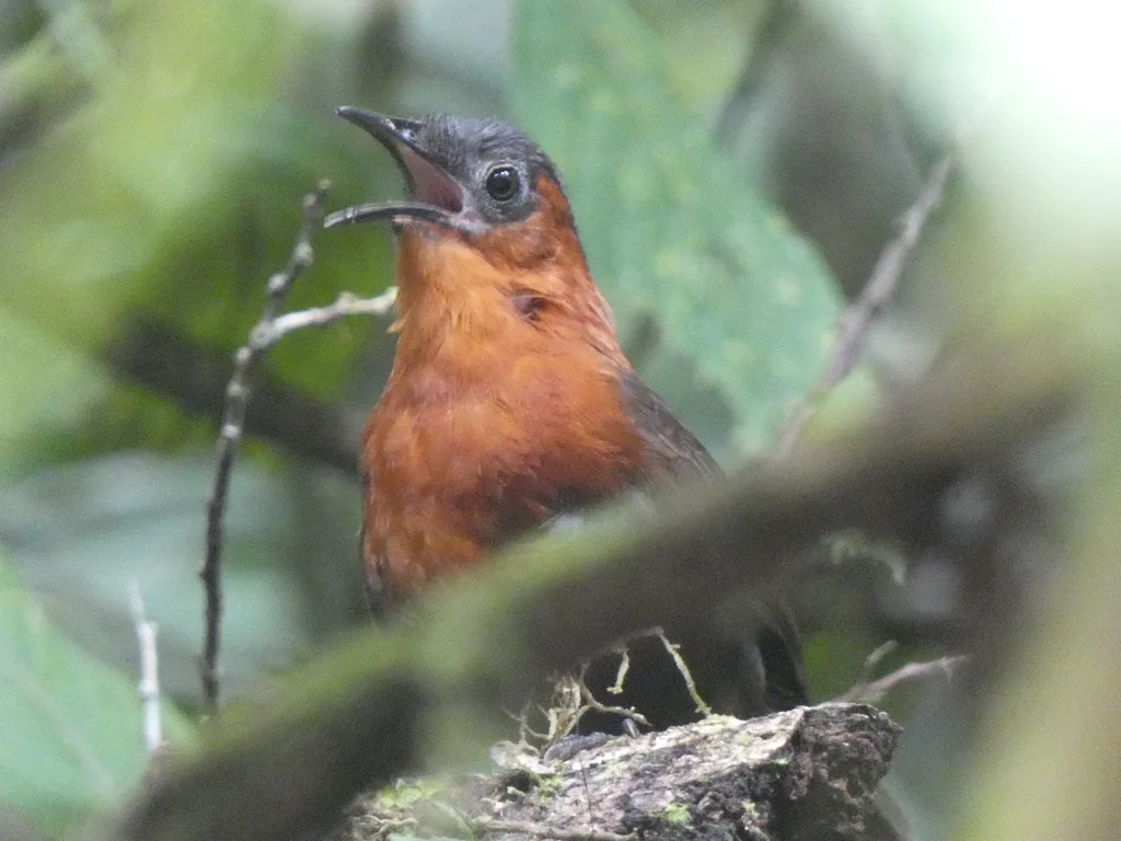 北栗胸歌鹪鹩(Cyphorhinus dichrous)