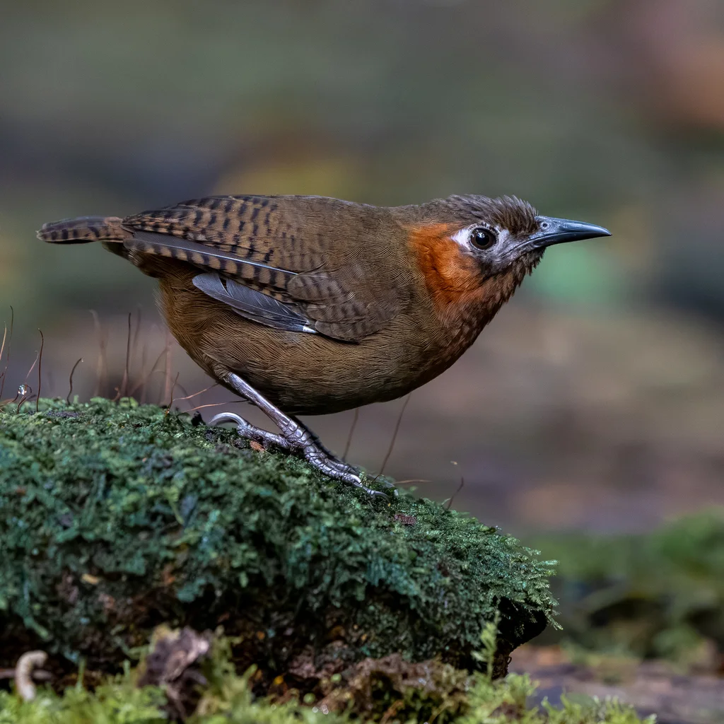 鸣鹪鹩(Cyphorhinus phaeocephalus)