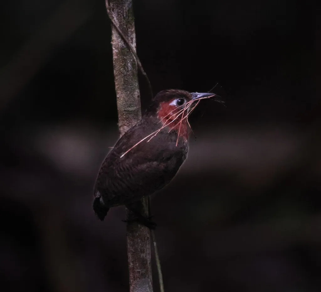 鸣鹪鹩(Cyphorhinus phaeocephalus)