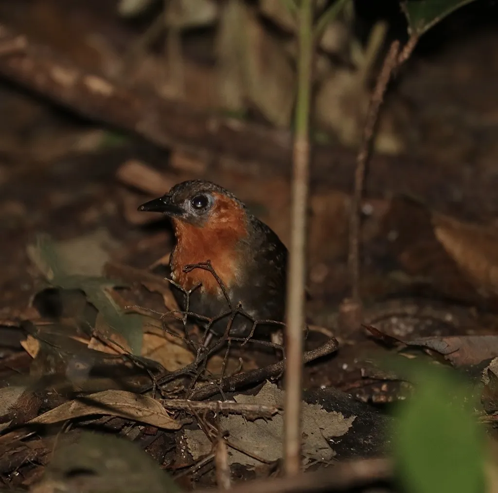 鸣鹪鹩(Cyphorhinus phaeocephalus)