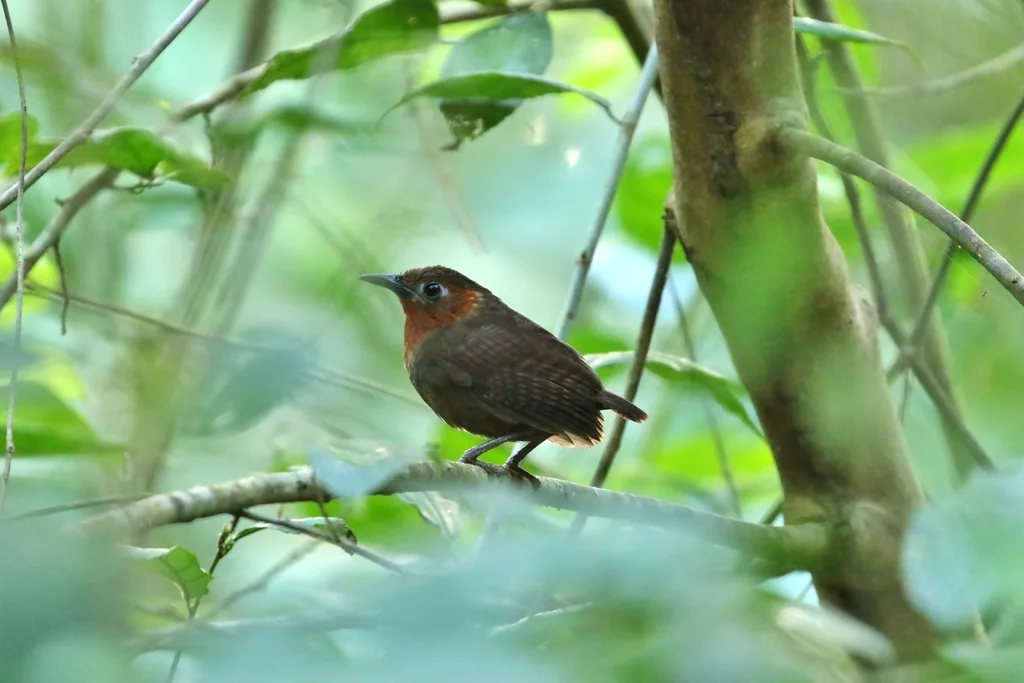 鸣鹪鹩(Cyphorhinus phaeocephalus)