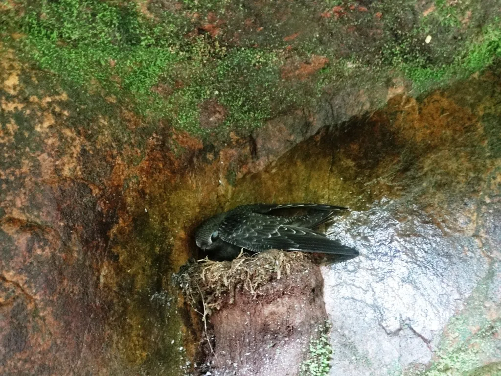 乌黑雨燕（Cypseloides fumigatus）