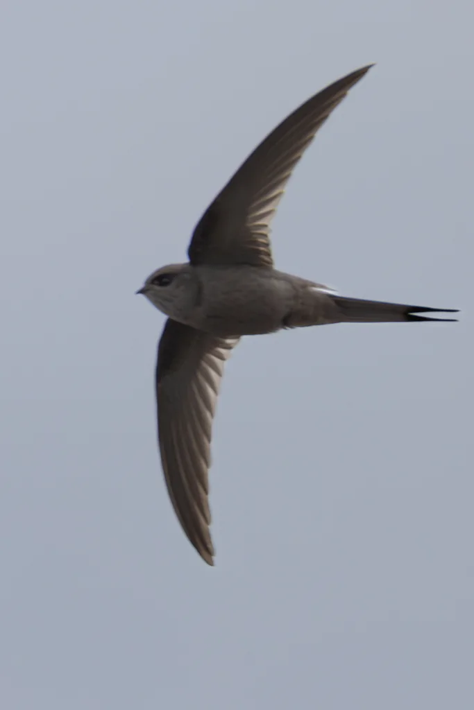 非洲棕雨燕(Cypsiurus parvus)