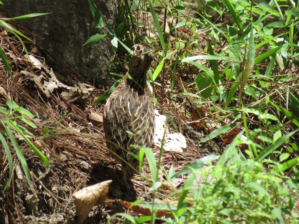 眼斑彩鹑(Cyrtonyx ocellatus)