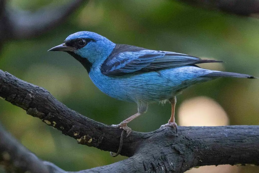 蓝锥嘴雀(Dacnis cayana)
