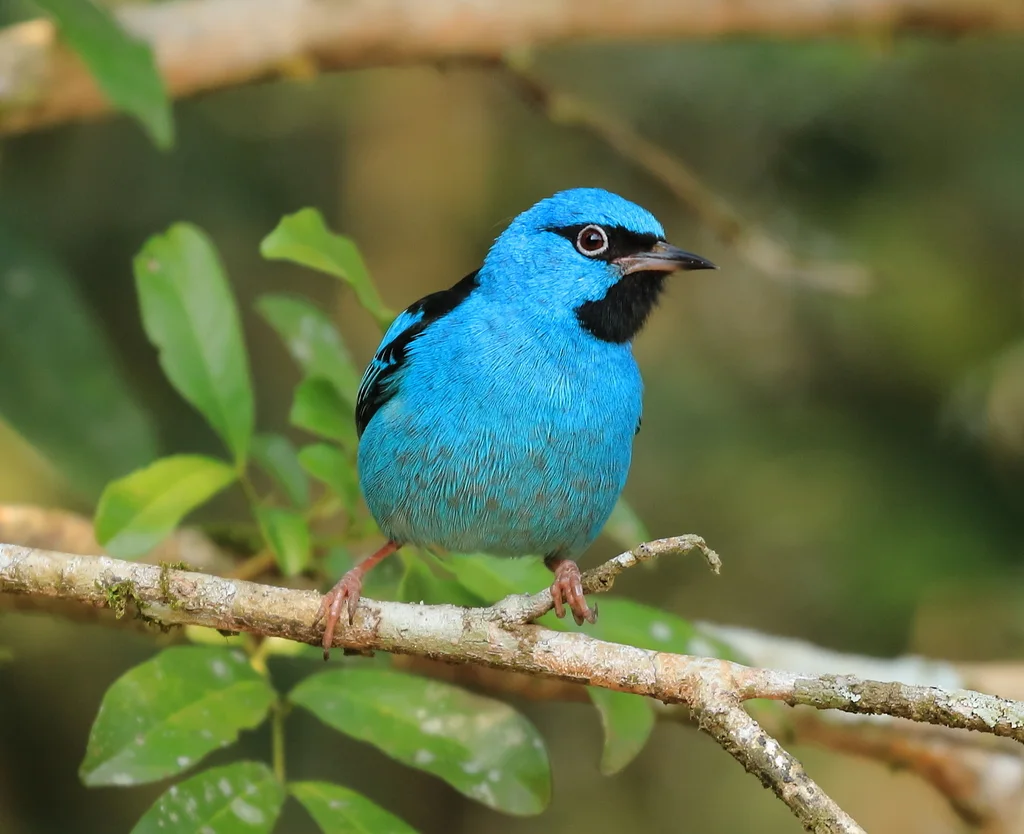 蓝锥嘴雀(Dacnis cayana)