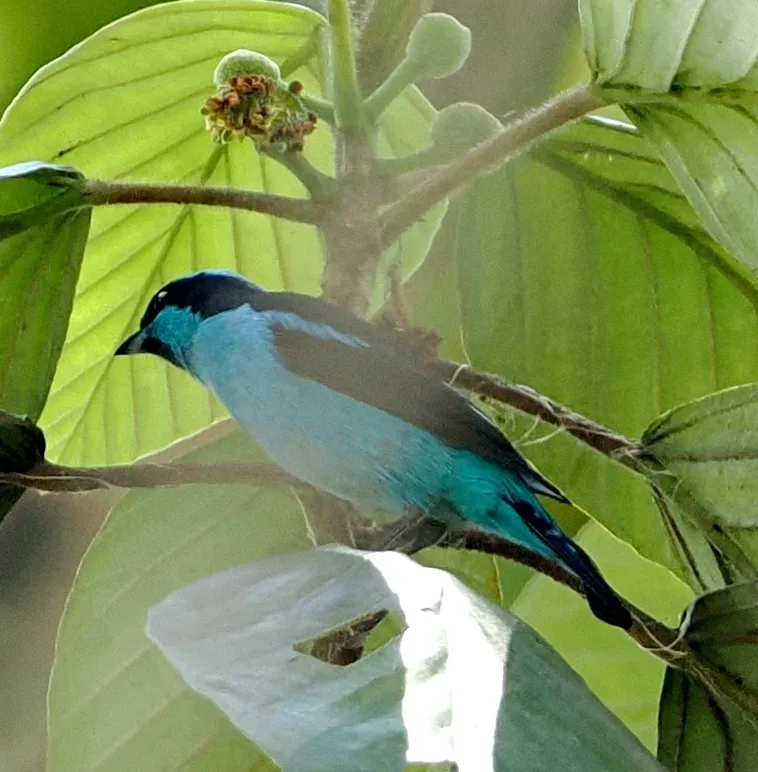 青绿锥嘴雀(Dacnis hartlaubi)