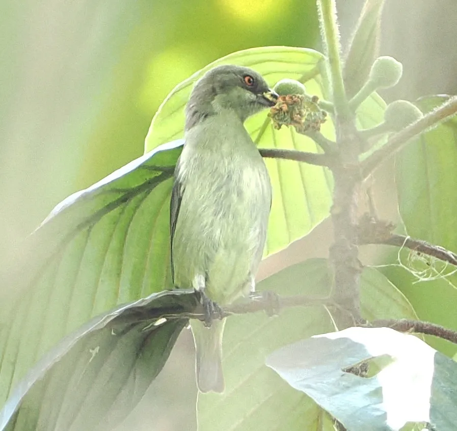 青绿锥嘴雀(Dacnis hartlaubi)