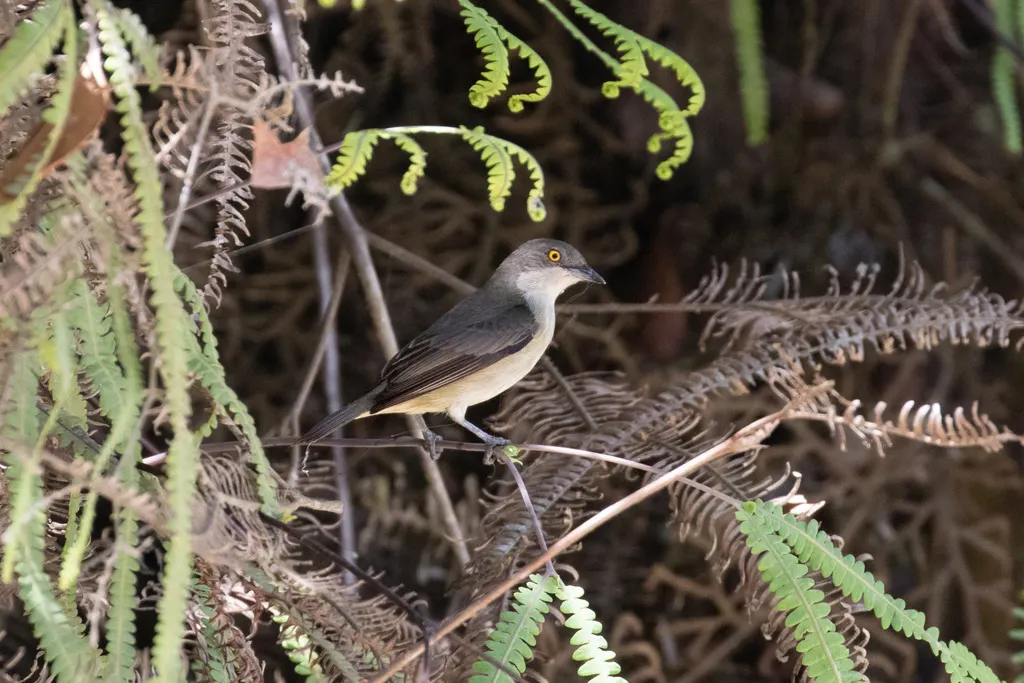 黑脸锥嘴雀(Dacnis lineata)