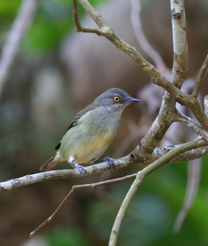 黑脸锥嘴雀(Dacnis lineata)