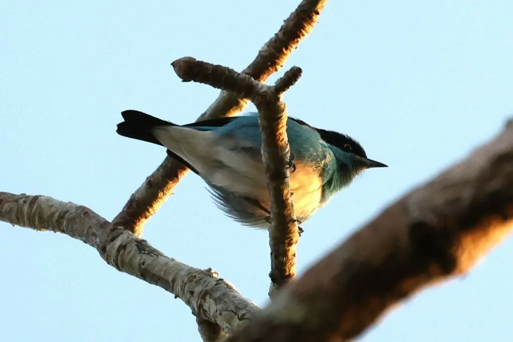 黑脸锥嘴雀(Dacnis lineata)