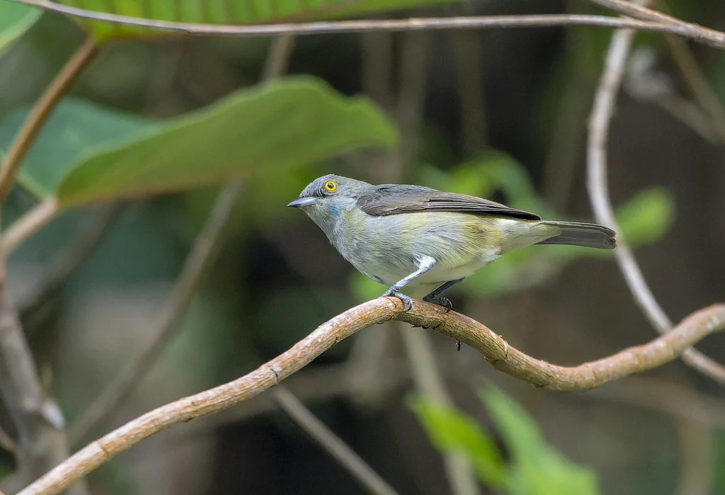 黑脸锥嘴雀(Dacnis lineata)
