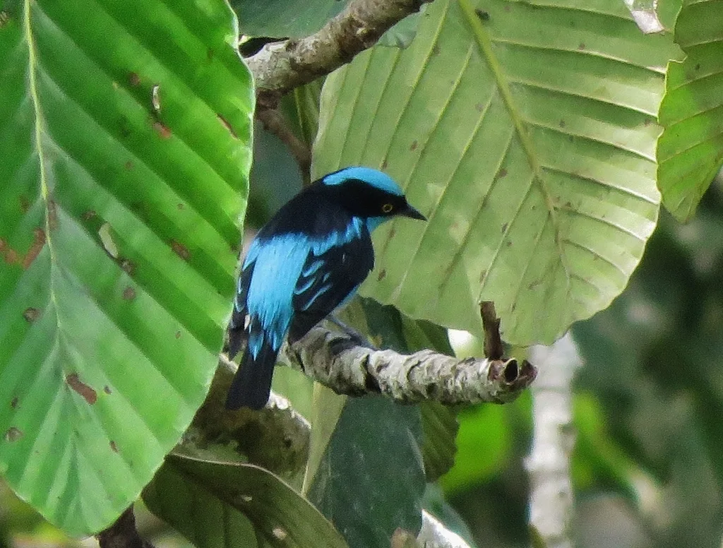 黑脸锥嘴雀(Dacnis lineata)