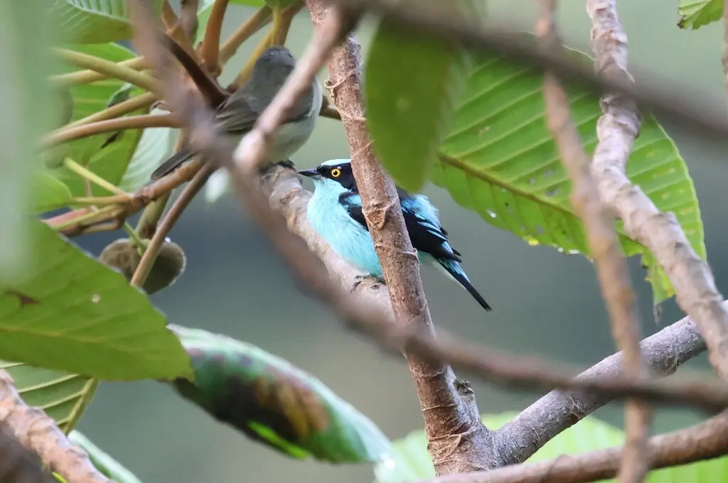 黑脸锥嘴雀(Dacnis lineata)