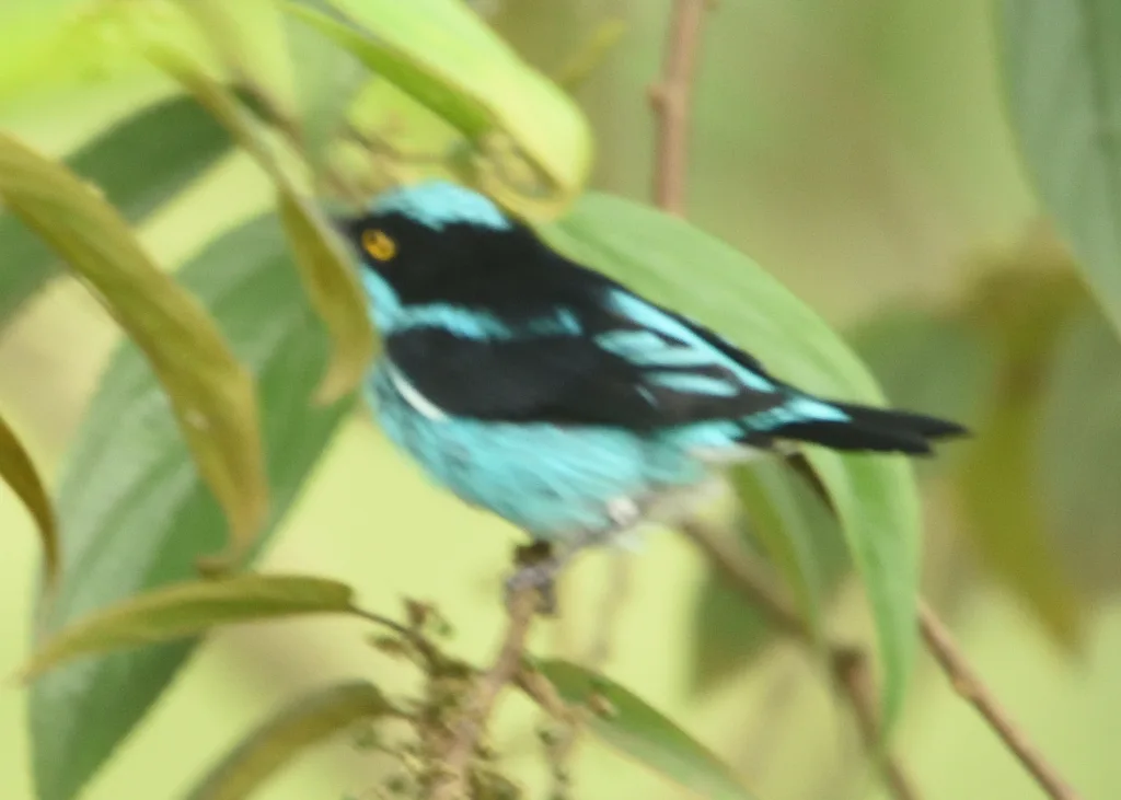 黑脸锥嘴雀(Dacnis lineata)