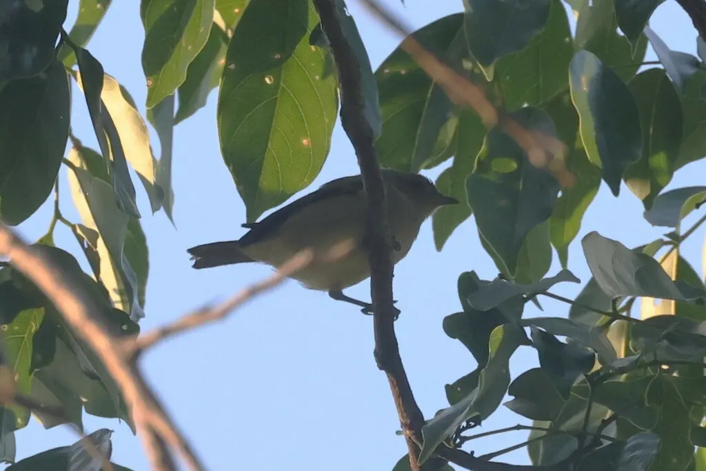 黑脸锥嘴雀(Dacnis lineata)
