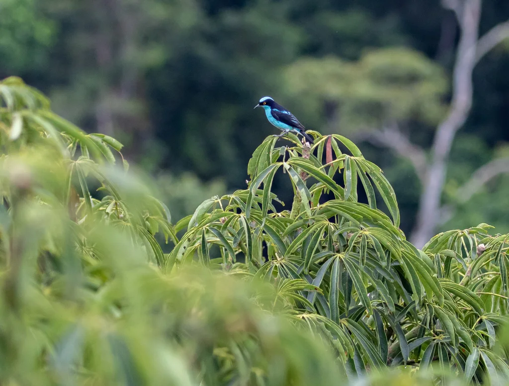 黑脸锥嘴雀(Dacnis lineata)