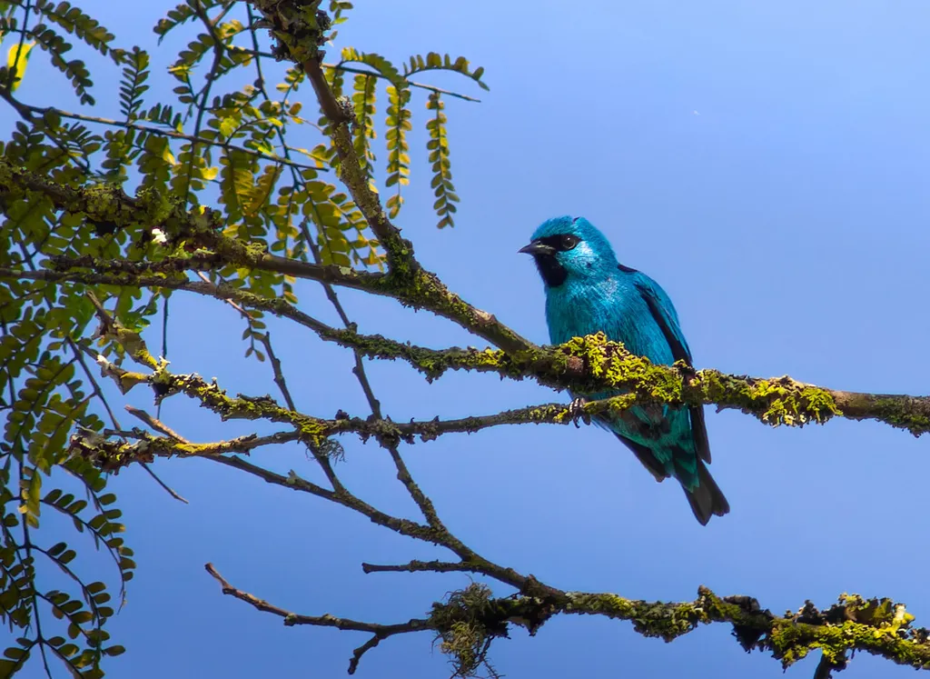 黑腿锥嘴雀(Dacnis nigripes)
