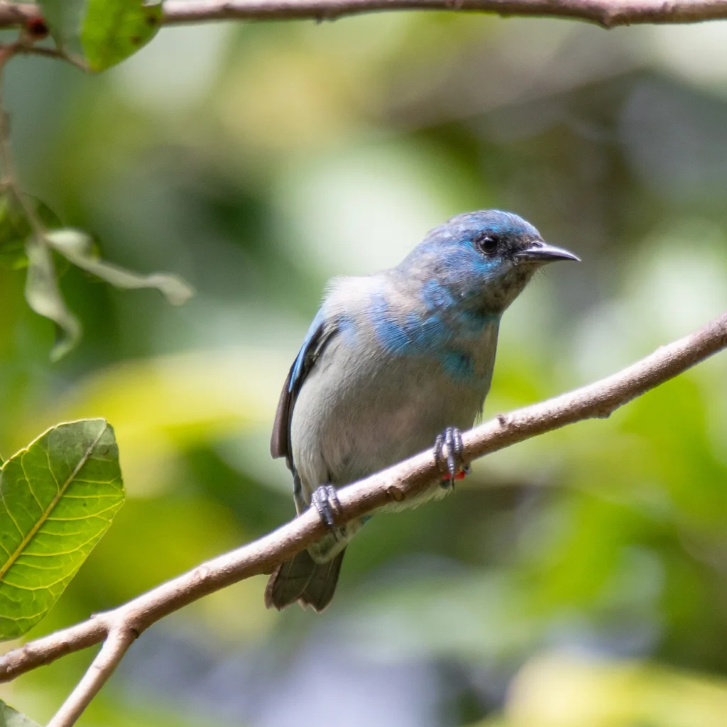 黑腿锥嘴雀(Dacnis nigripes)