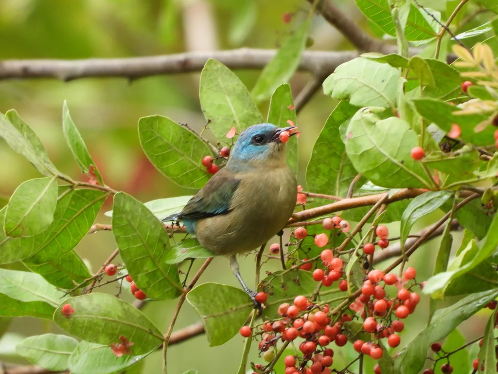 黑腿锥嘴雀(Dacnis nigripes)