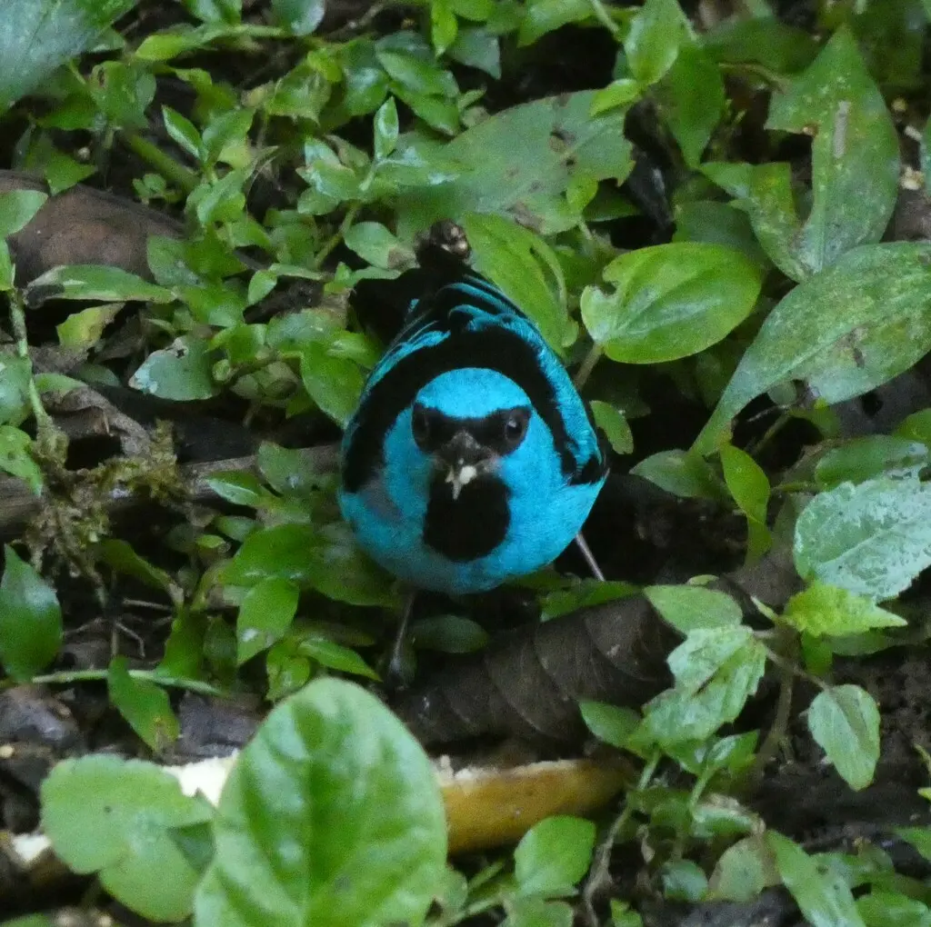 黑腿锥嘴雀(Dacnis nigripes)