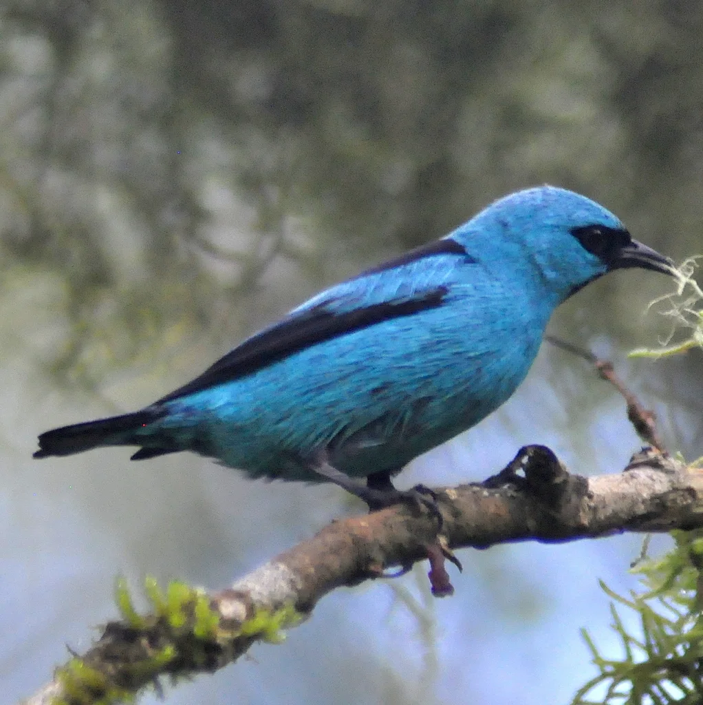 黑腿锥嘴雀(Dacnis nigripes)