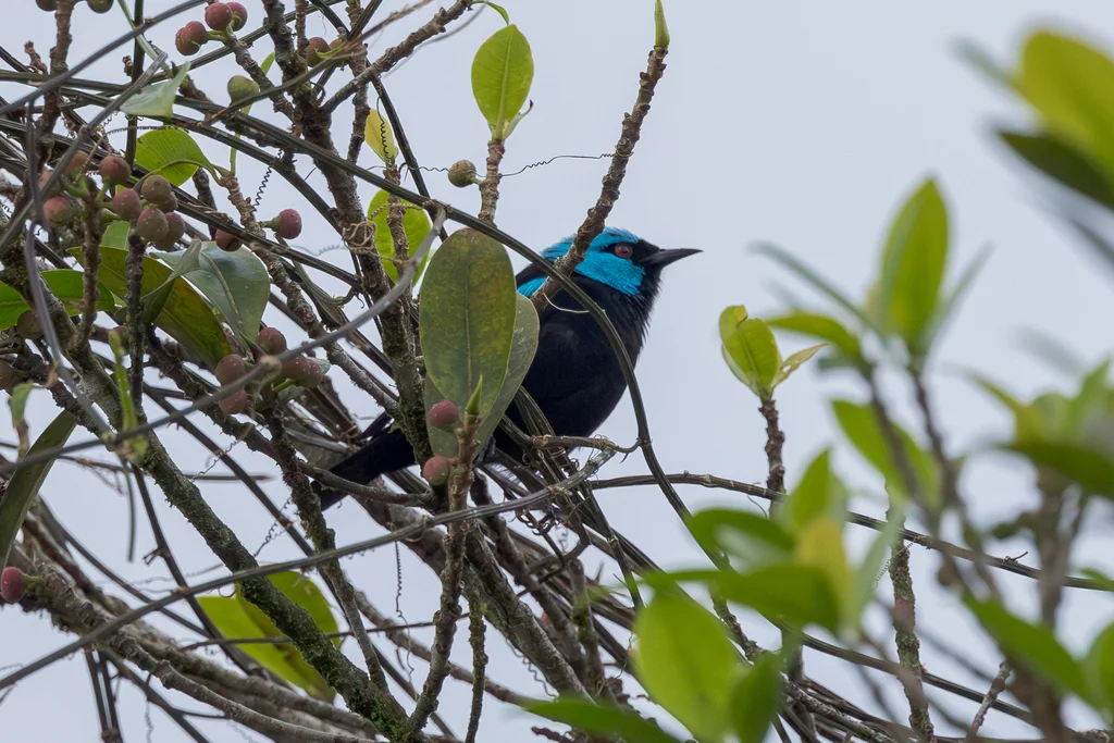 红腿锥嘴雀(Dacnis venusta)