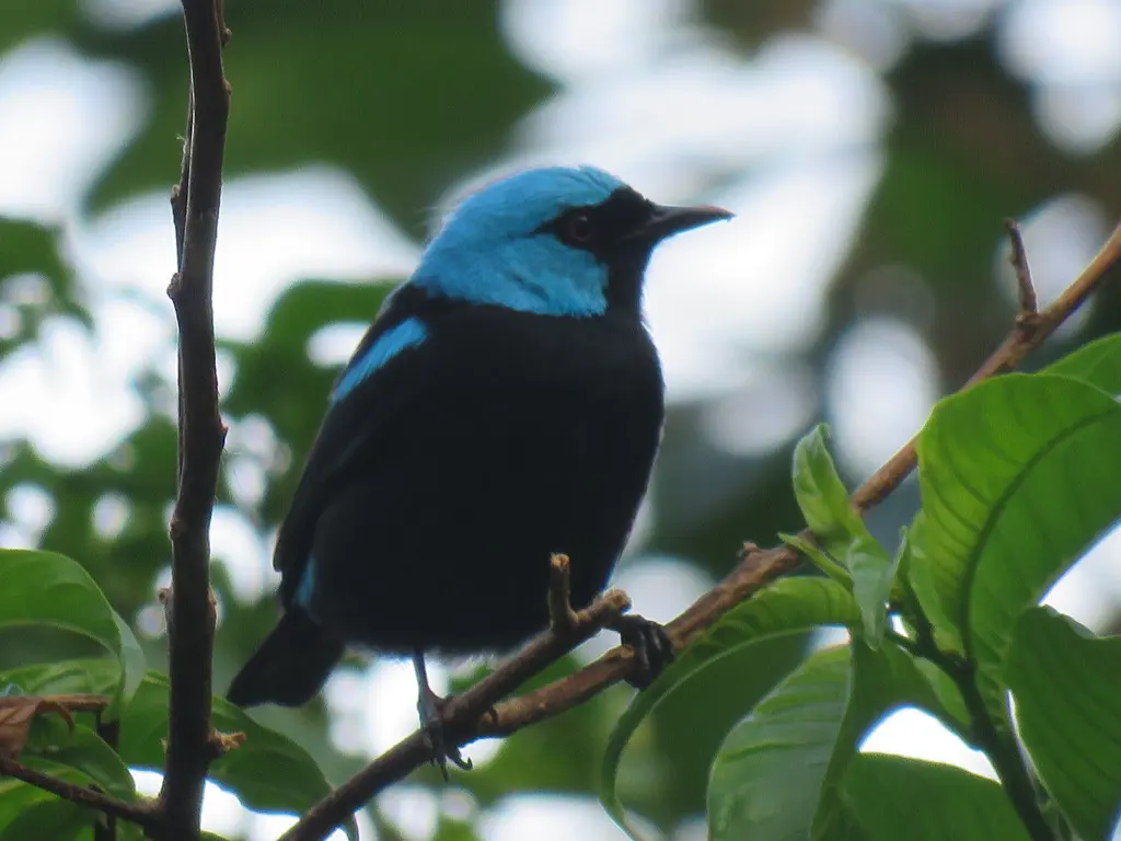 红腿锥嘴雀(Dacnis venusta)