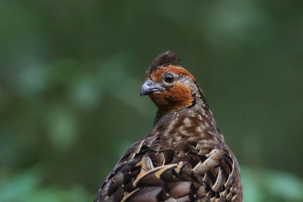 歌鹑(Dactylortyx thoracicus)