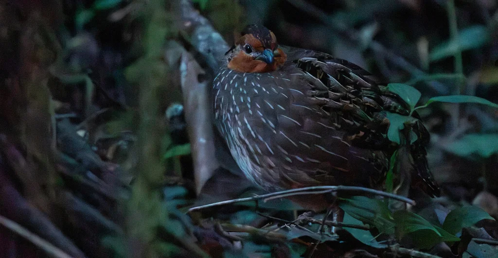 歌鹑(Dactylortyx thoracicus)