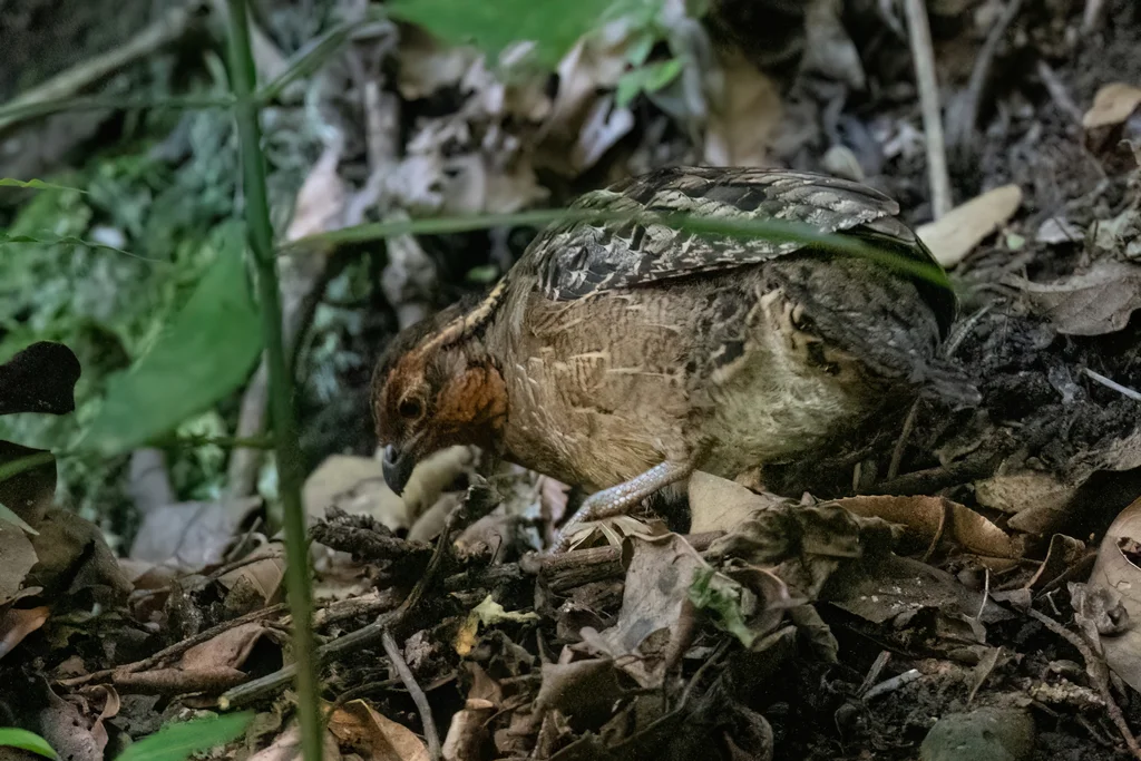 歌鹑(Dactylortyx thoracicus)