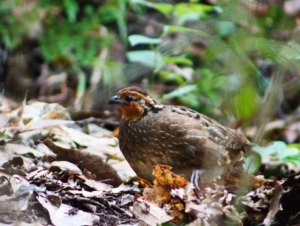 歌鹑(Dactylortyx thoracicus)