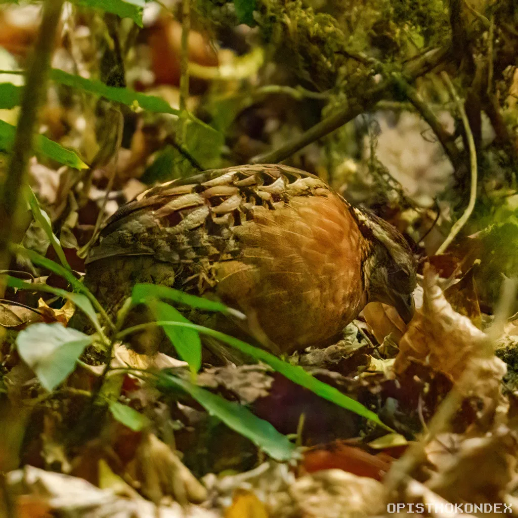 歌鹑(Dactylortyx thoracicus)