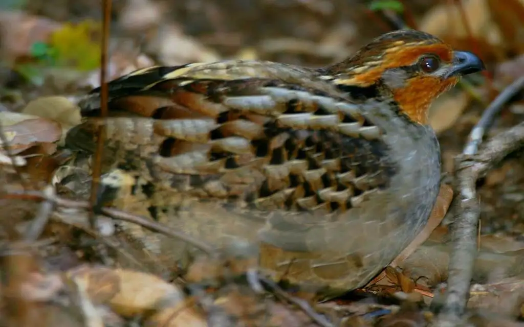 歌鹑(Dactylortyx thoracicus)