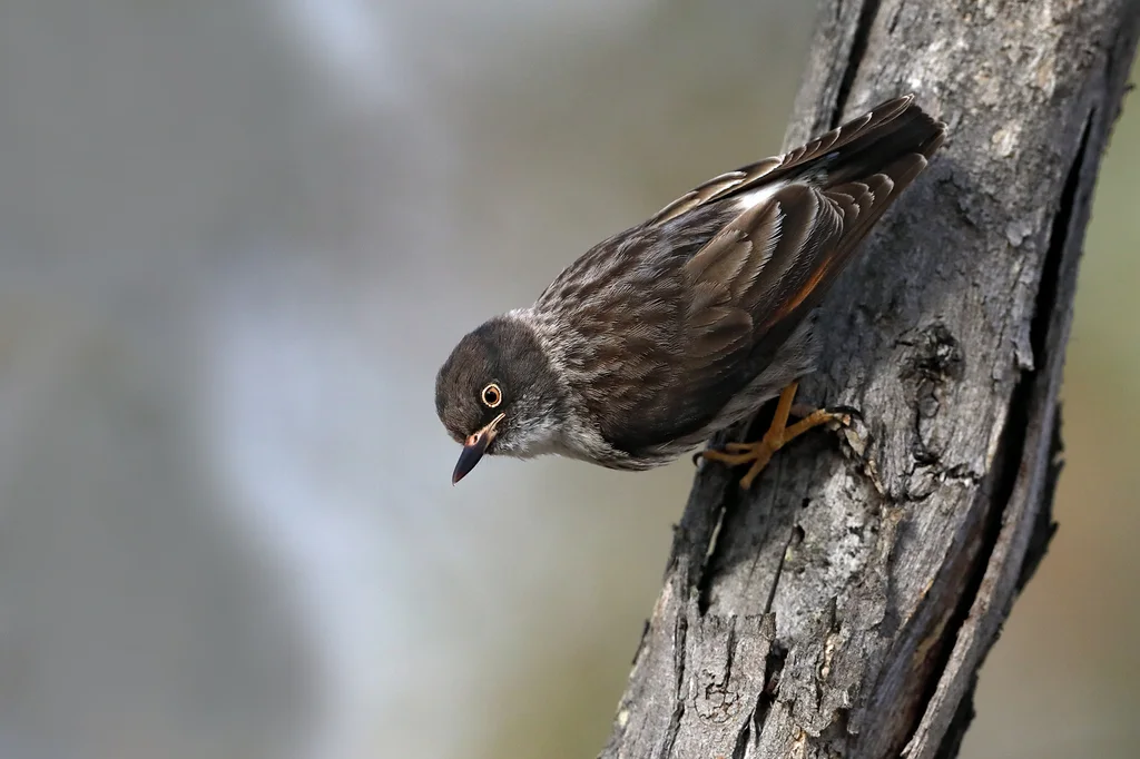 杂色澳䴓(Daphoenositta chrysoptera)