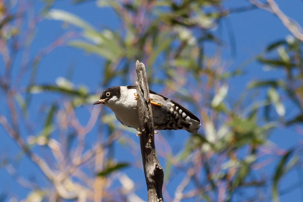 杂色澳䴓(Daphoenositta chrysoptera)