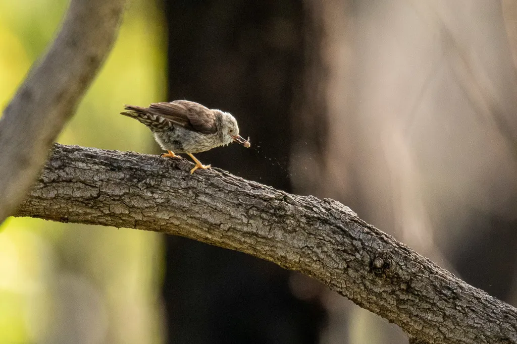 杂色澳䴓(Daphoenositta chrysoptera)