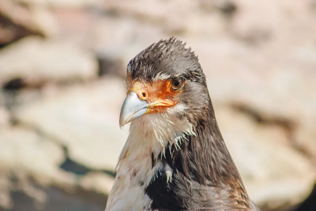 白喉巨隼(Daptrius albogularis)