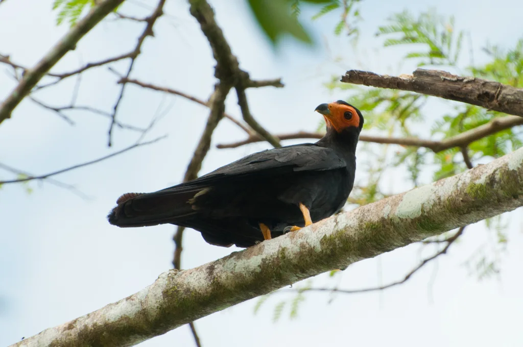 黑巨隼（Daptrius ater）