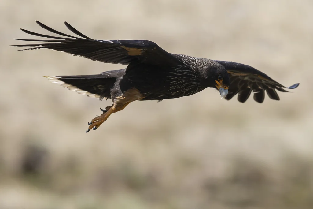 红腿巨隼(Daptrius australis)