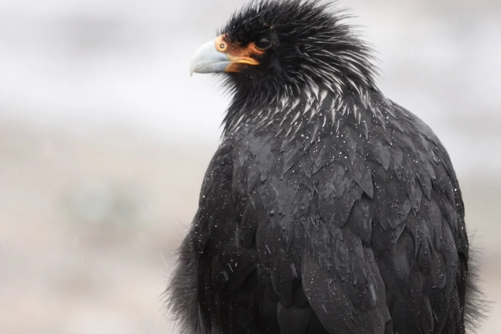 红腿巨隼(Daptrius australis)