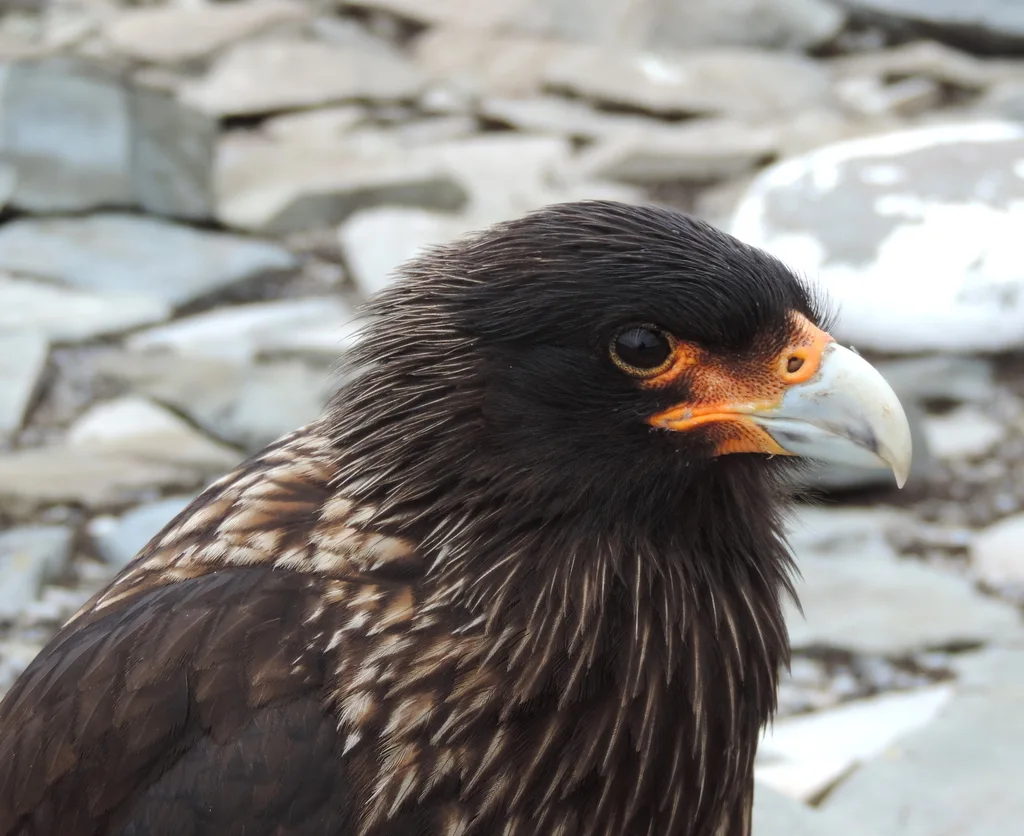 红腿巨隼(Daptrius australis)